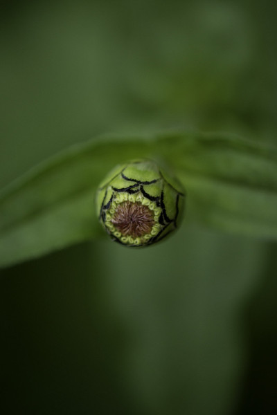 百日花蕾细节2