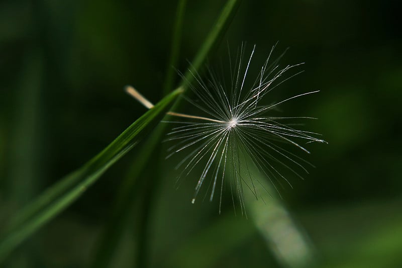 蒲公英的种子