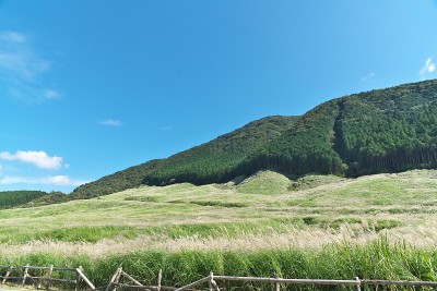 日本潘帕斯草的穗子