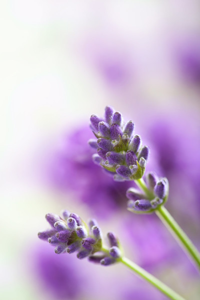 薰衣草花