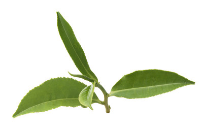 茶的分支