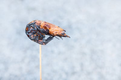 虾燃烧