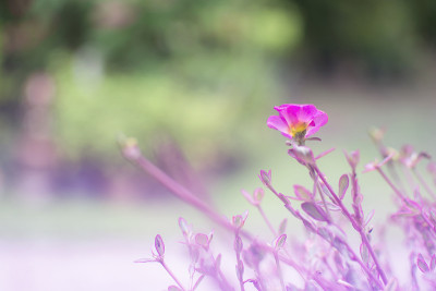 软焦点的紫色花马齿苋，Verdolaga, Pigweed，小猪草，Pusley(马齿苋)在花园里