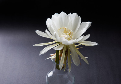 雪莲或布氏莲花或布氏莲花孤立