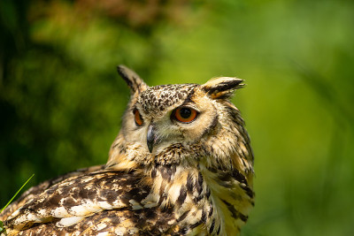 一只欧亚鹰鸮的肖像(Bubo Bubo)坐在外面的阳光下，以绿色为背景