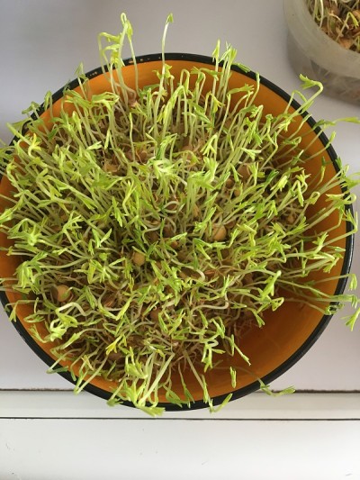 扁豆发芽