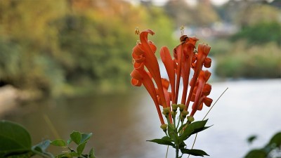 火仙花又称火烈树、橘色喇叭藤、金雨藤、木马尾