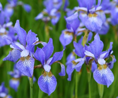 虹膜sibirica。