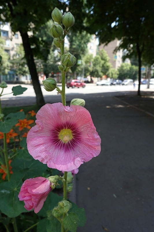 6月份普通蜀葵的大的粉红色花