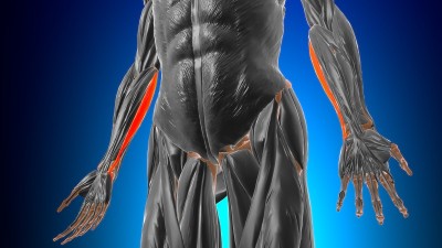 尺侧腕屈肌肱头解剖医学概念3D