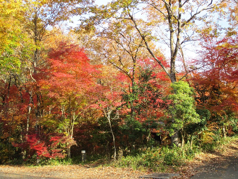 深秋的熊本县小国镇美丽的里山秋叶