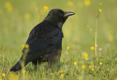 腐肉乌鸦(Corvus corone)