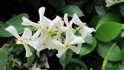 茉莉花、白