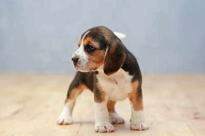 强壮的雌性小猎犬在行动