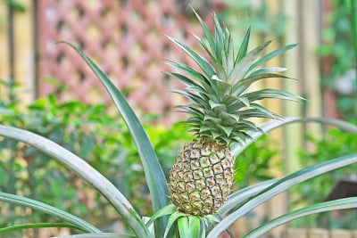 菠萝