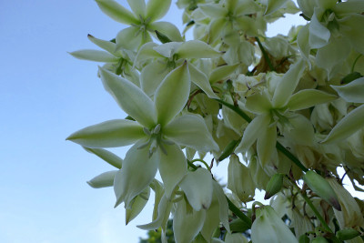 丝兰植物
