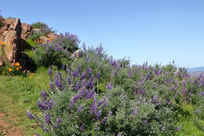银羽扇豆野花，土狼山区域公园，弗里蒙特，加利福尼亚