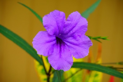 紫红色的晚香玉花