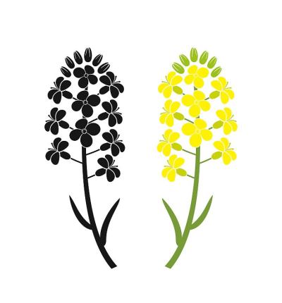油菜花的标志。白色背景上孤立的油菜花