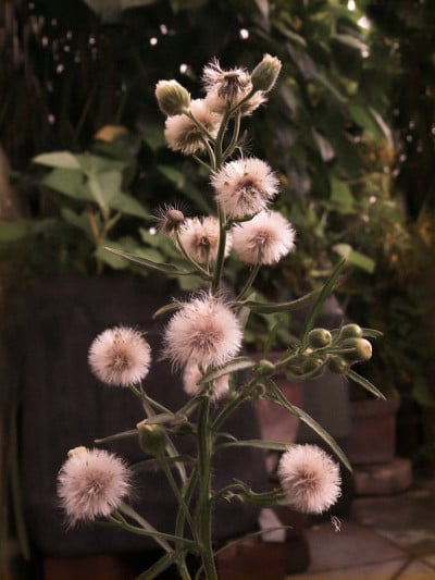 Flax-Leaved飞蓬