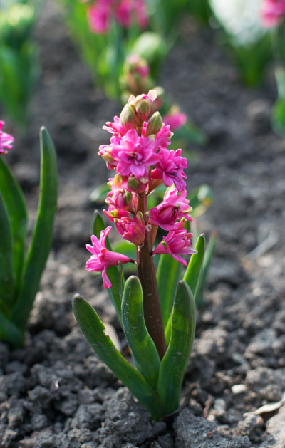 粉色玫瑰风信子花，风信子或风信子花