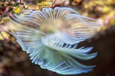 地中海fanworm