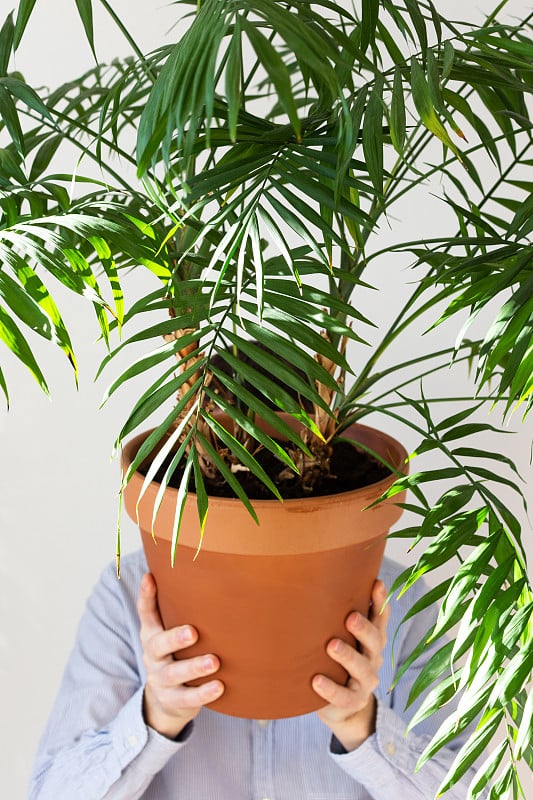 一个男人用一株室内植物遮住了他的脸