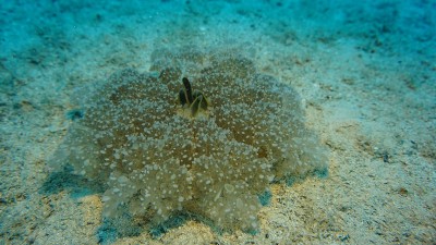 仙后座倒立水母，海洋生物