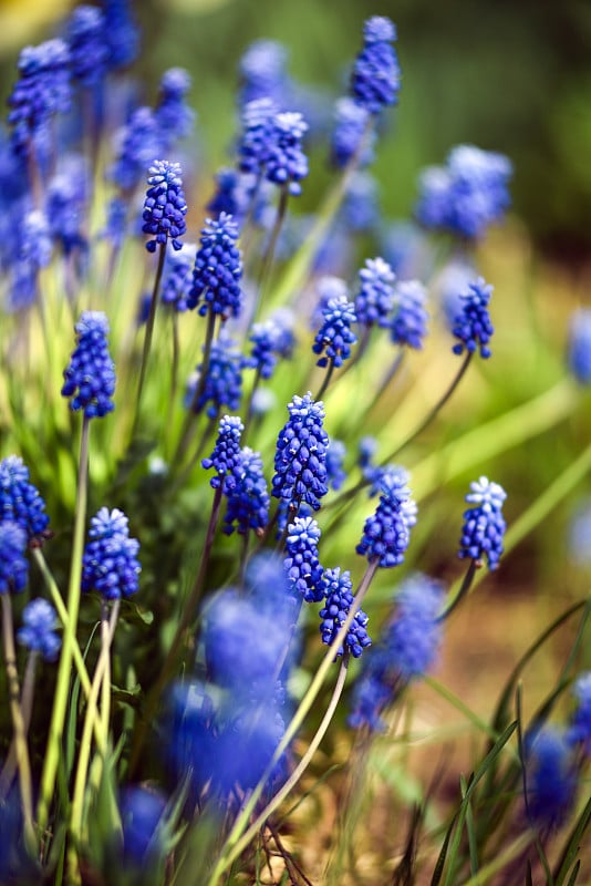 Muscari。