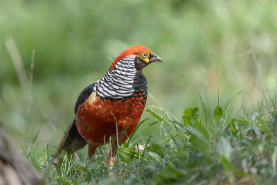金鸡(chryssolophus pictus)