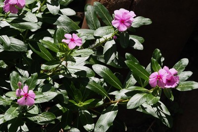 马达加斯加长春花在公园里