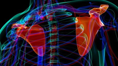 人体骨骼解剖学肩胛骨3D渲染