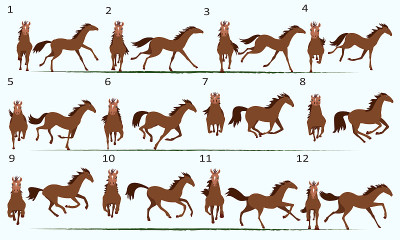 2D马的动画。12个关键姿势。前视图和侧视图。