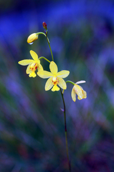 陆生兰花