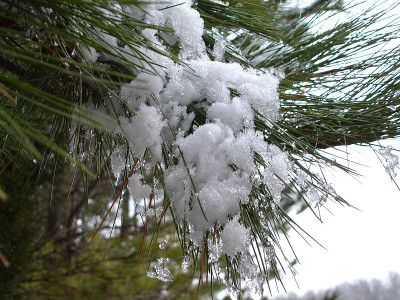 松针上的雪
