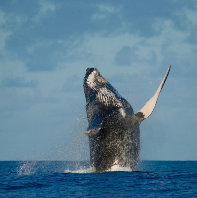 Humpback whale jumps out of the water.