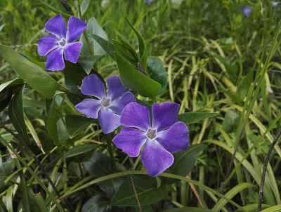 精致而质朴的蓝色长春花或长春花