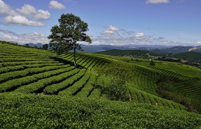 高原绿茶农场