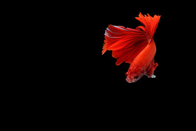 奋力一搏鱼。捕捉白色暹罗打斗鱼孤立在黑色背景，Betta splendens，给阿拉伯人的礼物，泰国