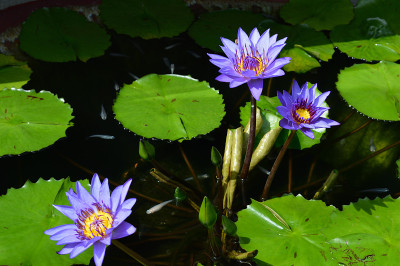 夏末，水面上盛开着蓝色的花朵，水中有日本的medaka