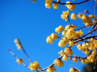 Chimonanthus praecox，日语叫Roubai