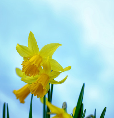 水仙花