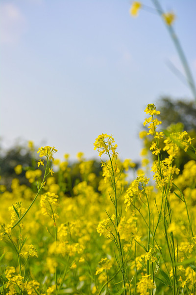 芥花