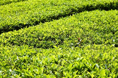 鲜绿茶种植园
