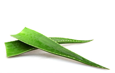 白色芦荟