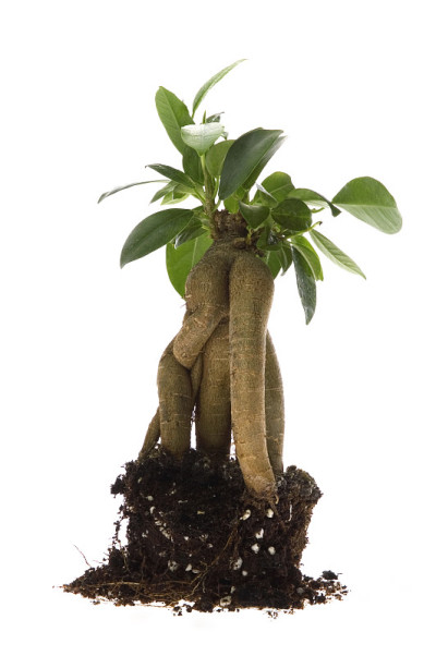 在土壤中种植盆景树