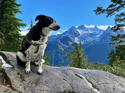 边境牧羊犬在山区