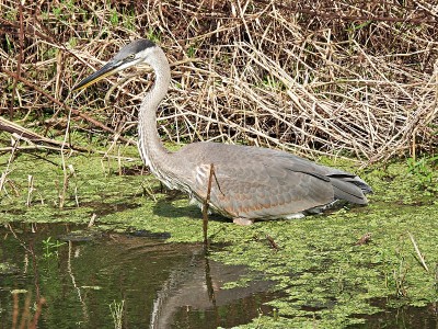 大蓝鹭(Ardea herodias)站在湖中