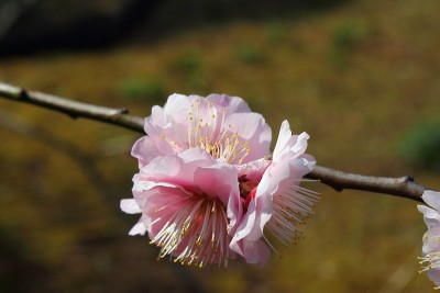 梅/二月的梅节