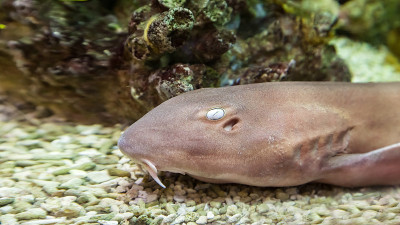 动物园水族馆里的安魂曲鲨鱼
